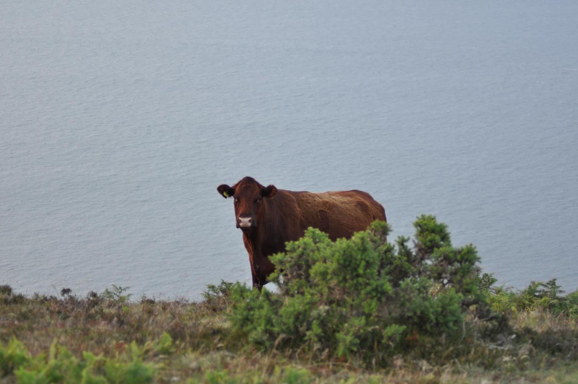 Coombe Farm Bed & Breakfast Lynton Bagian luar foto