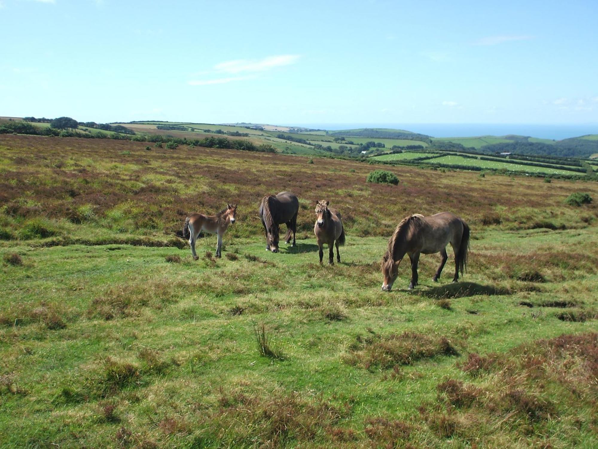 Coombe Farm Bed & Breakfast Lynton Bagian luar foto